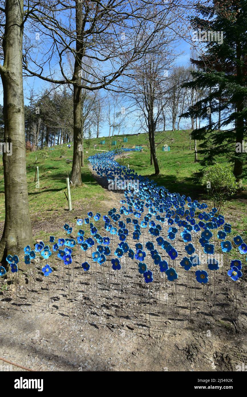 Himalayan Garden and Sculpture Park, der aus dem Schlummer platzt, Grewelthorpe, Ripon, North Yorkshire Stockfoto