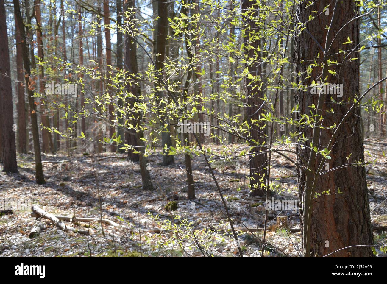 Tegeler Wald (Tegeler Forst) in Tegel, Reinickendorf, Berlin, Deutschland - 17. April 2022. Stockfoto