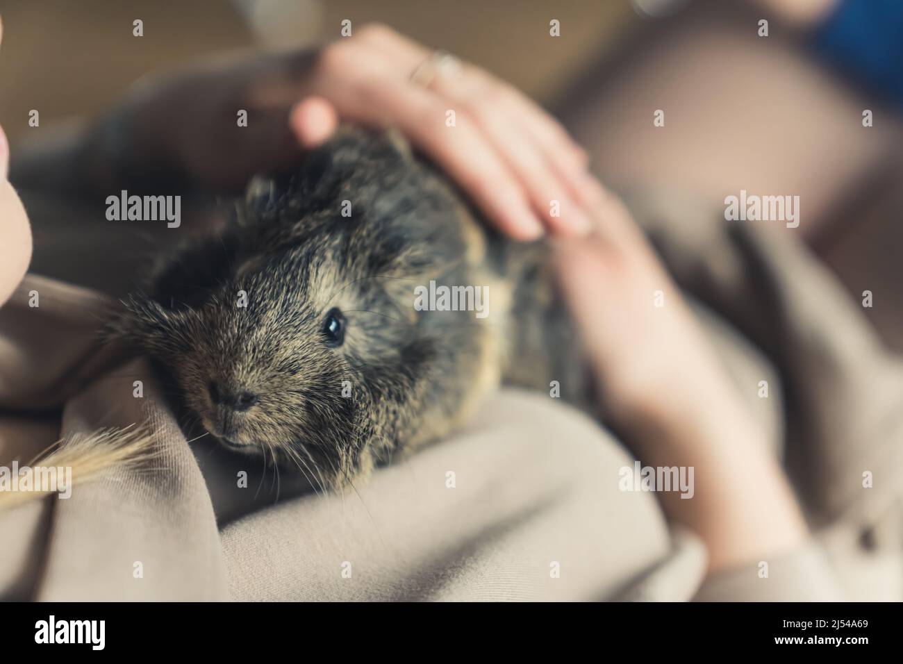 Meerschweinchen Liegt Auf Der Seite Und Zuckt Grey white guinea pig horizontal -Fotos und -Bildmaterial in hoher