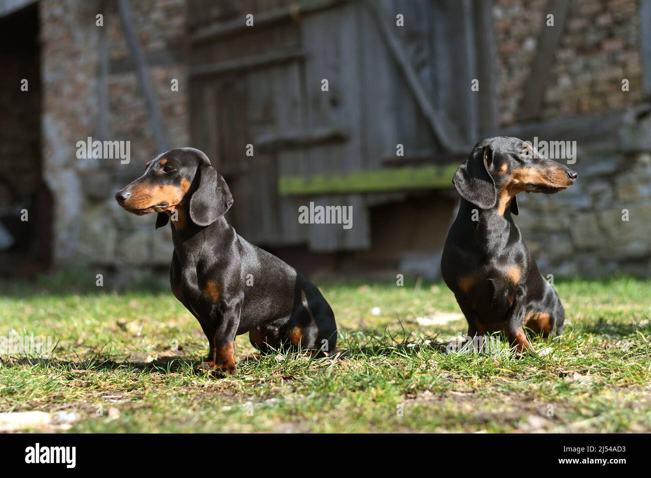 Kurzhaariger Dachshund, kurzhaariger Wursthund, Haushund (Canis lupus f. familiaris), zwei kurzhaarige Dachshunds, die vor einem Alten sitzen Stockfoto