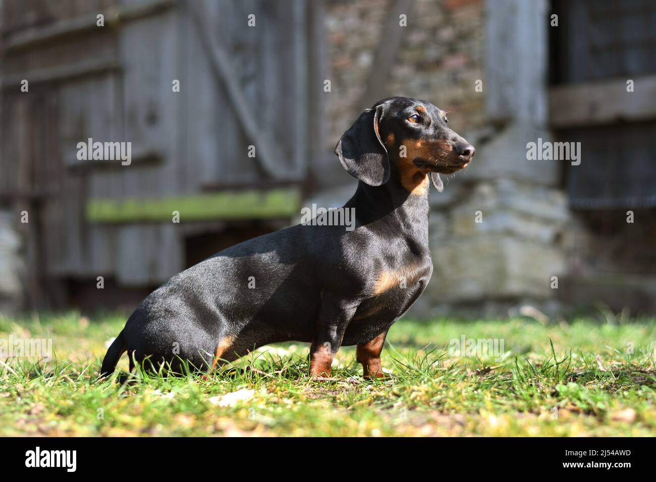Kurzhaariger Dachshund, kurzhaariger Wursthund, Haushund (Canis lupus f. familiaris), sitzt vor einer alten Scheune, Deutschland, Norden Stockfoto