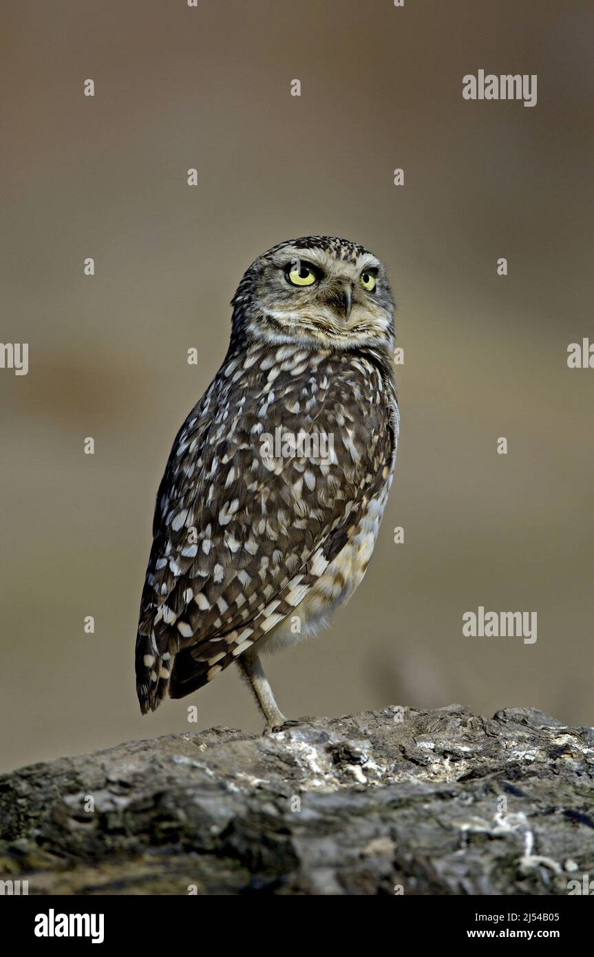 Die grabende Eule (Speotyto cunicularia, Athene cunicularia) steht auf Totholz, USA, Florida Stockfoto