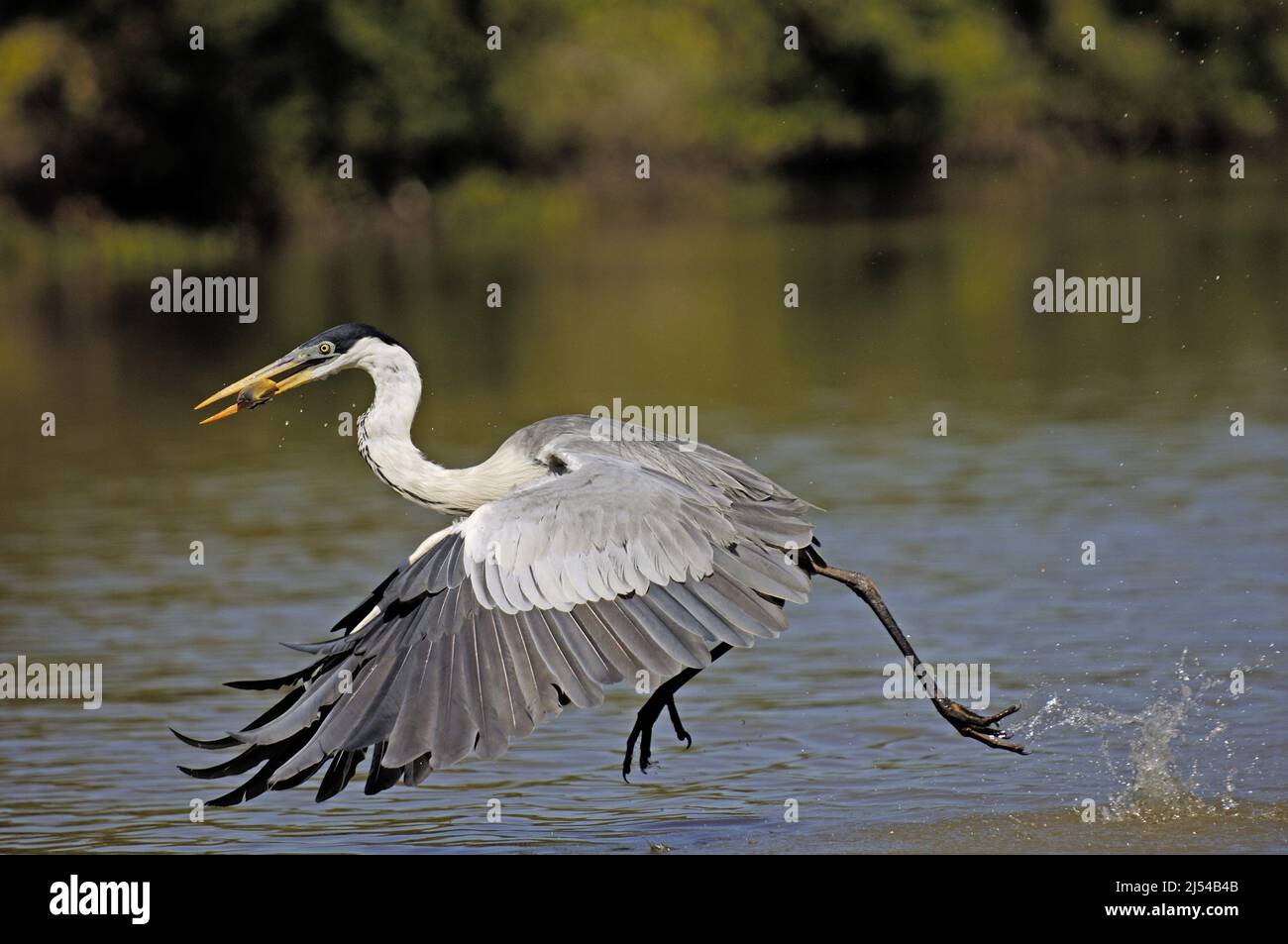 Cocoi Reiher (Ardea cocoi), Fischerei, Brasilien, Pantanal Stockfoto