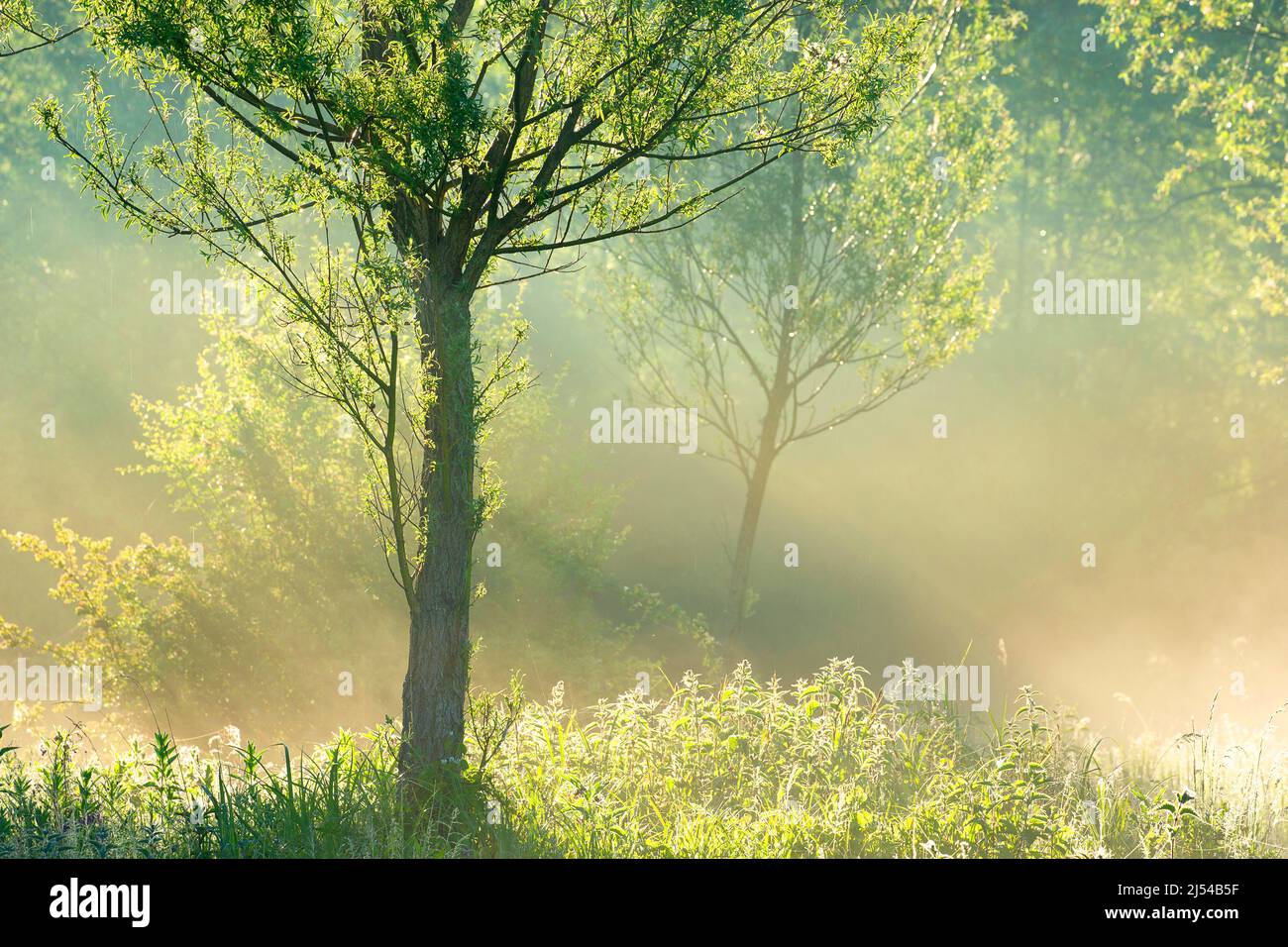 Naturgebiet Grootmeers in Zingem, Belgien, Ostflandern, Grootmeers, Zingem Stockfoto