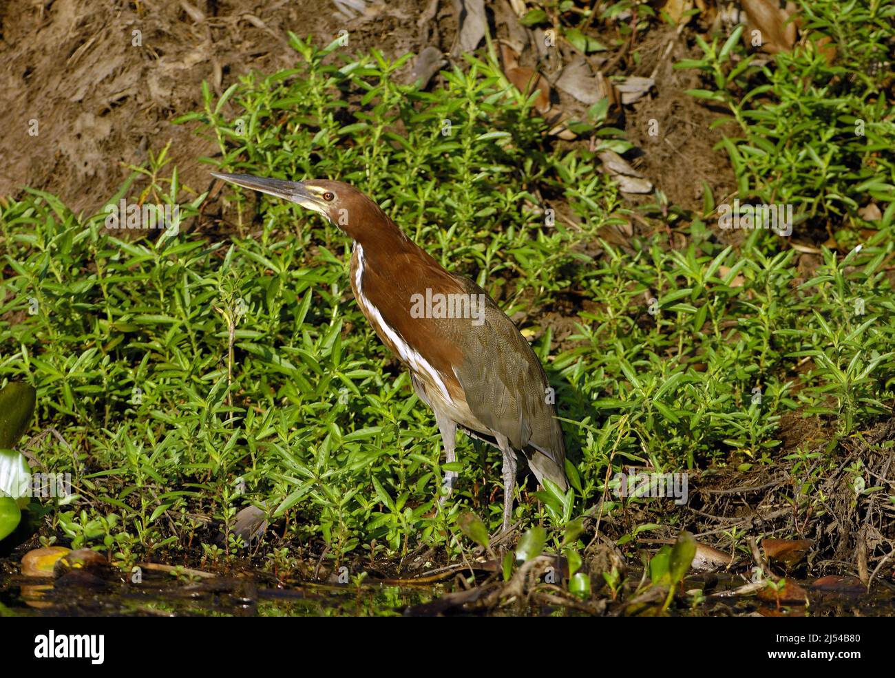 Rufecent Tiger Reiher (Tigrisoma lineatum), lauert auf Beute an Land, Brasilien, Pantanal Stockfoto