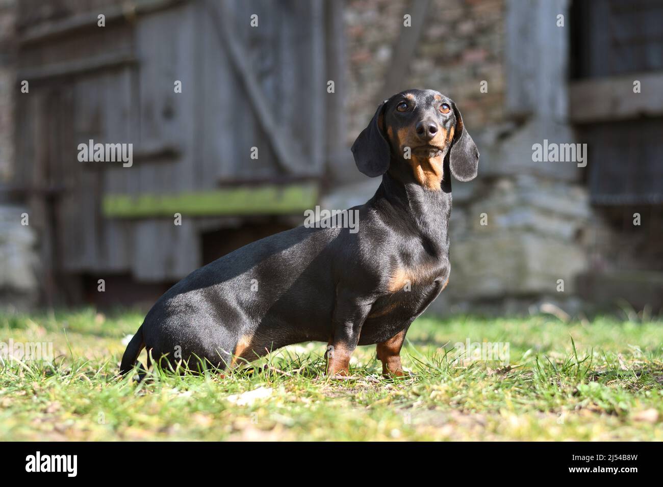 Kurzhaariger Dachshund, kurzhaariger Wursthund, Haushund (Canis lupus f. familiaris), sitzt vor einer alten Scheune, Deutschland, Norden Stockfoto