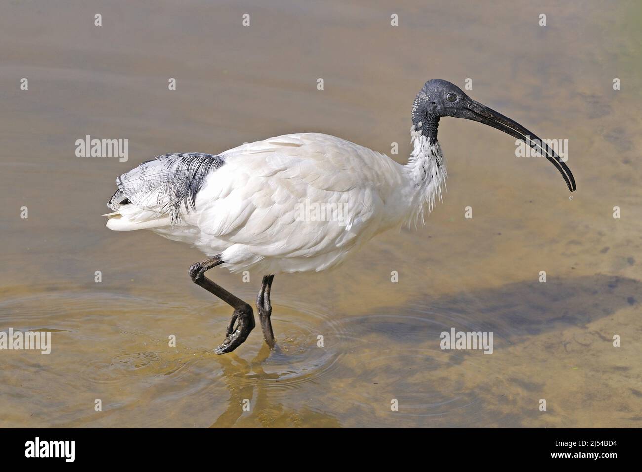 Australischer weißer Ibis (Threskiornis molucca, Threskiornis moluccus), waten in flachem Wasser, Australien, Queensland Stockfoto