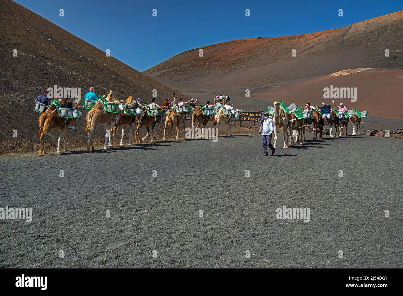 Dromedar, einbucklige Kamele (Camelus dromedarius), Touristen, Kanarische Inseln, Lanzarote, Timanfaya-Nationalpark Stockfoto