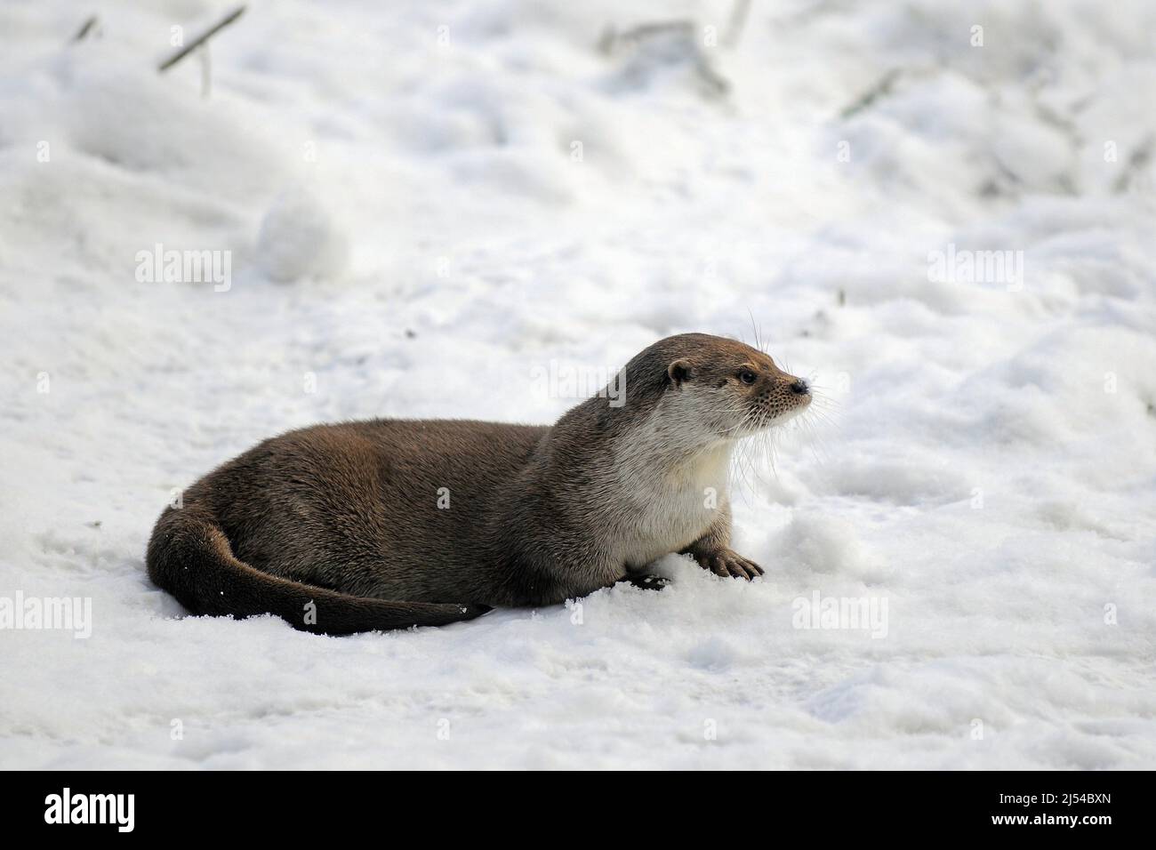 Europäischer Flussotter, Europäischer Otter, Eurasischer Otter (Lutra lutra), auf Schnee liegend, Deutschland Stockfoto