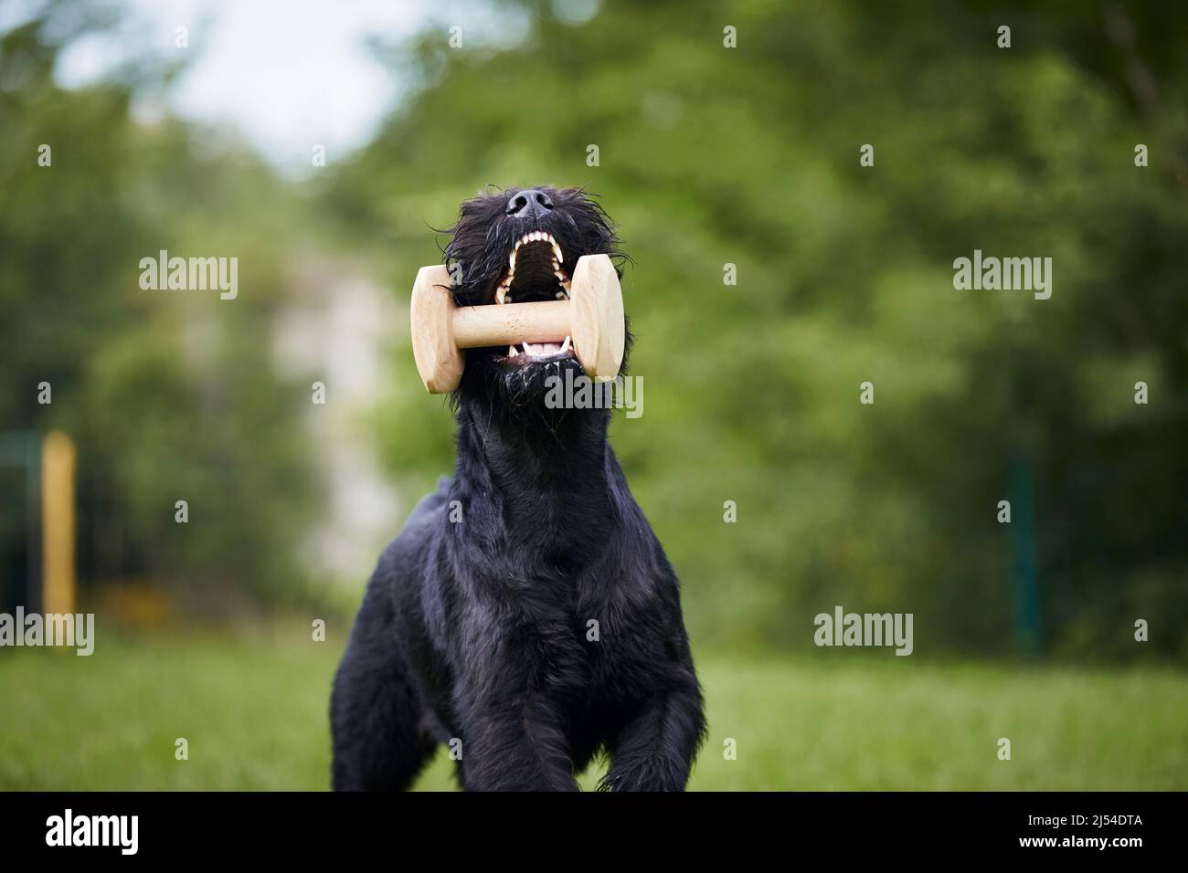 Fröhlicher Hund, der mit Holzspielzeug im Mund läuft. Training des schwarzen Riesenschnauzers auf der Wiese. Stockfoto