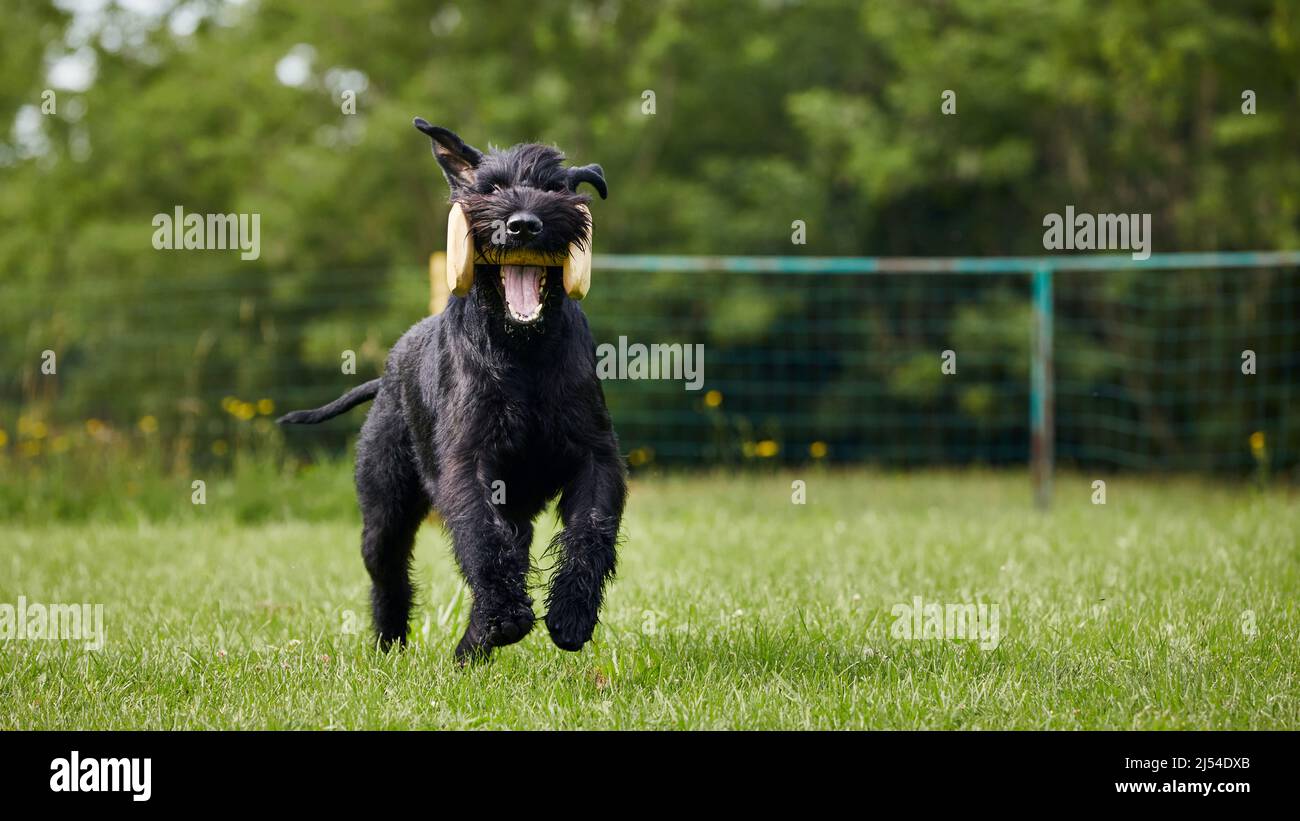 Fröhlicher Hund, der mit Holzspielzeug im Mund läuft. Training des schwarzen Riesenschnauzers auf der Wiese. Stockfoto