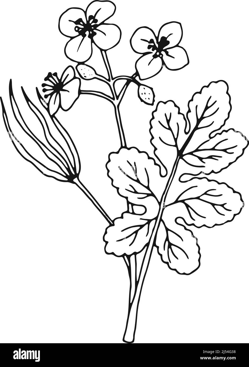 Chelidonium medizinische Kräuter Zeichnung. Celandines botanische Illustration Stock Vektor
