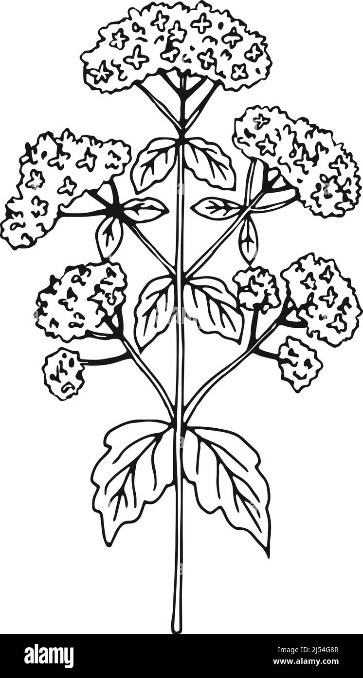 Baldrian-Kraut. Blühende natürliche Pflanze Blumen Zeichnung Stock Vektor