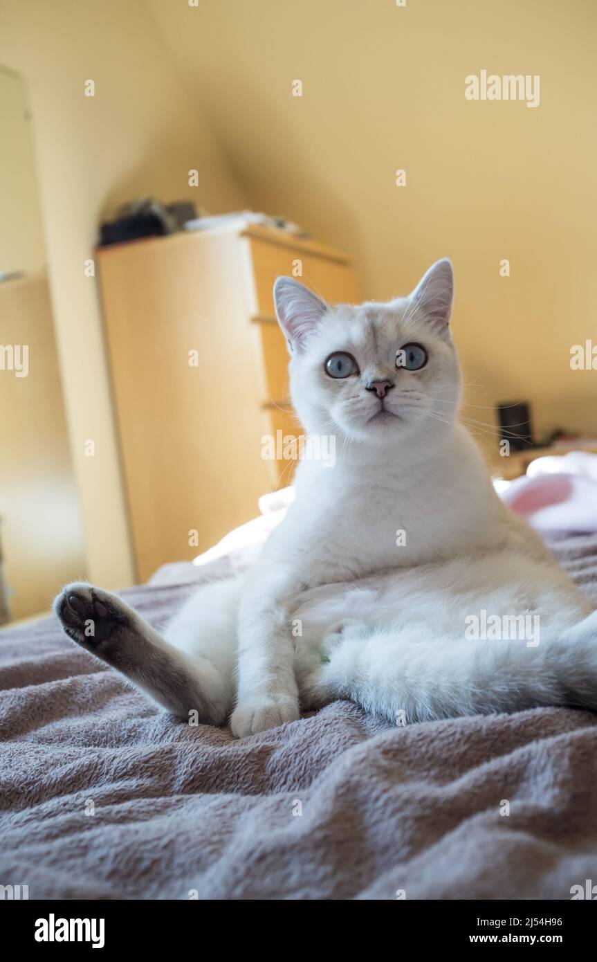 Lustige, charmante Katze sitzt in einer seltsamen Position auf dem Bett und schaut nachdenklich in die Kamera. Stockfoto