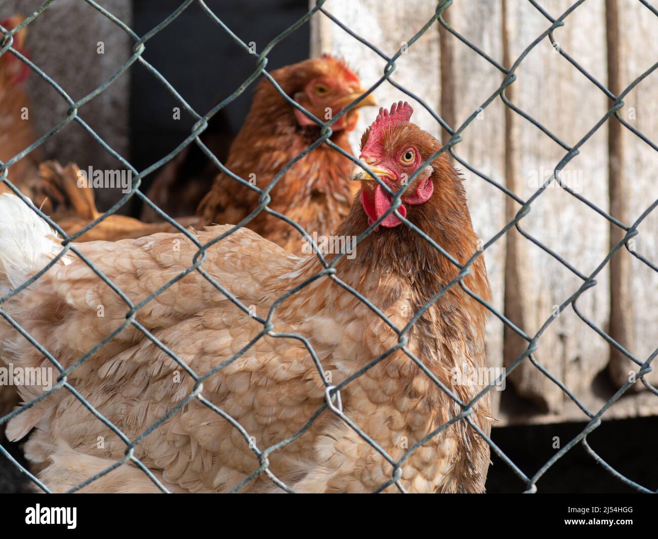 Huhn im Coop schaut sich durch den Drahtzaun um - brütende Vögel auf dem Land Stockfoto