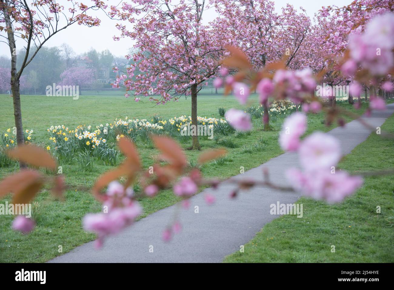 Kirschblüte auf der Harrogate Stray Stockfoto