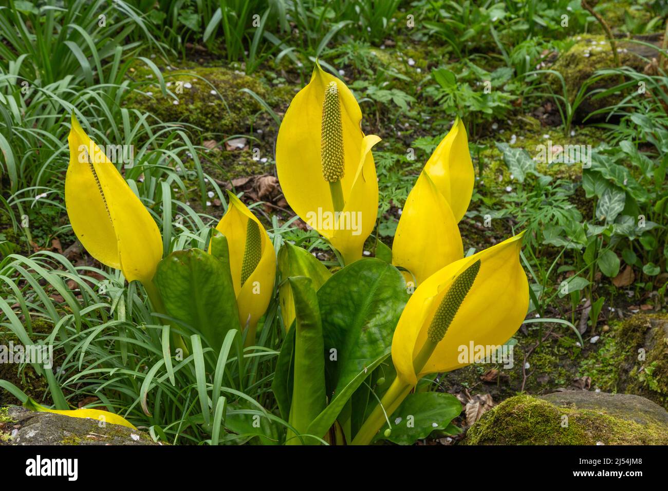 Lysichiton americanus. Eine gelb blühende Sumpfpflanze. Stockfoto