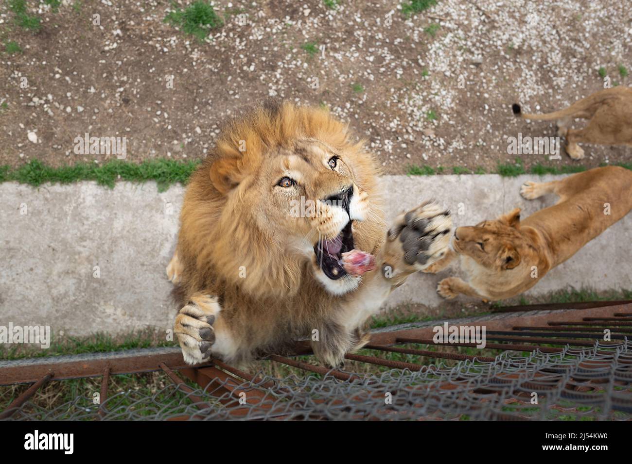 Junger schöner Löwe fängt Fleisch im Safaripark Stockfoto