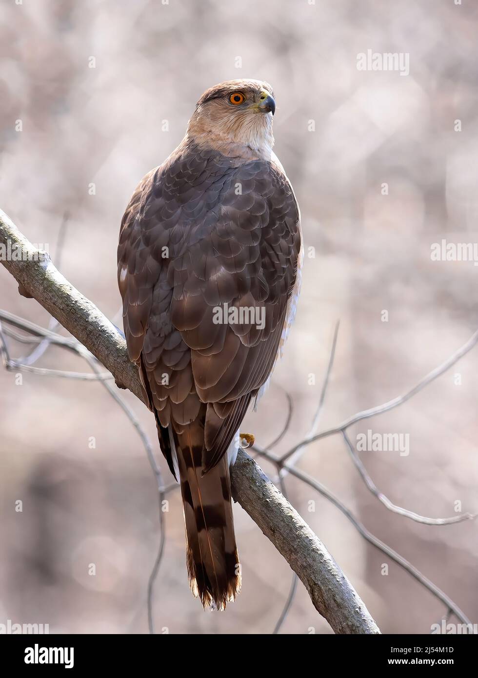 Cooper's hawk thront auf Niederlassung im Wald in Kanada Stockfoto