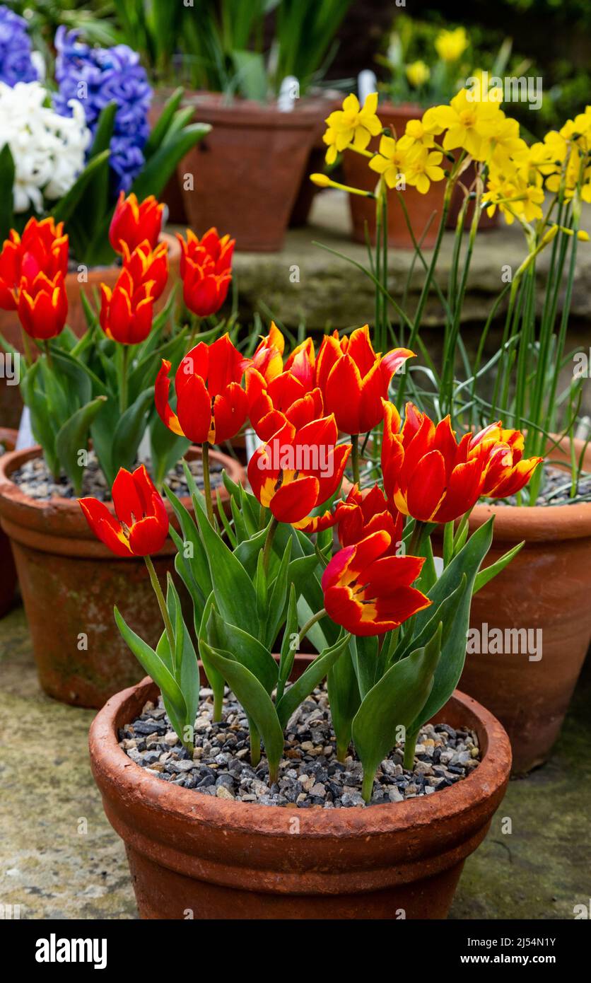 Blumentöpfe mit Frühlingszwiebeln. Tulpen, Narzissen und Hyazinthen