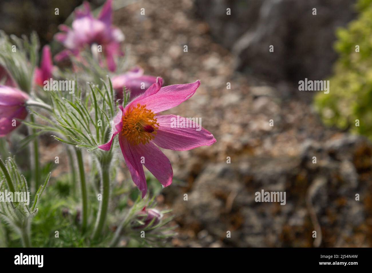 Rosa Pasque-Blume. Pulsatilla vulgaris. Stockfoto