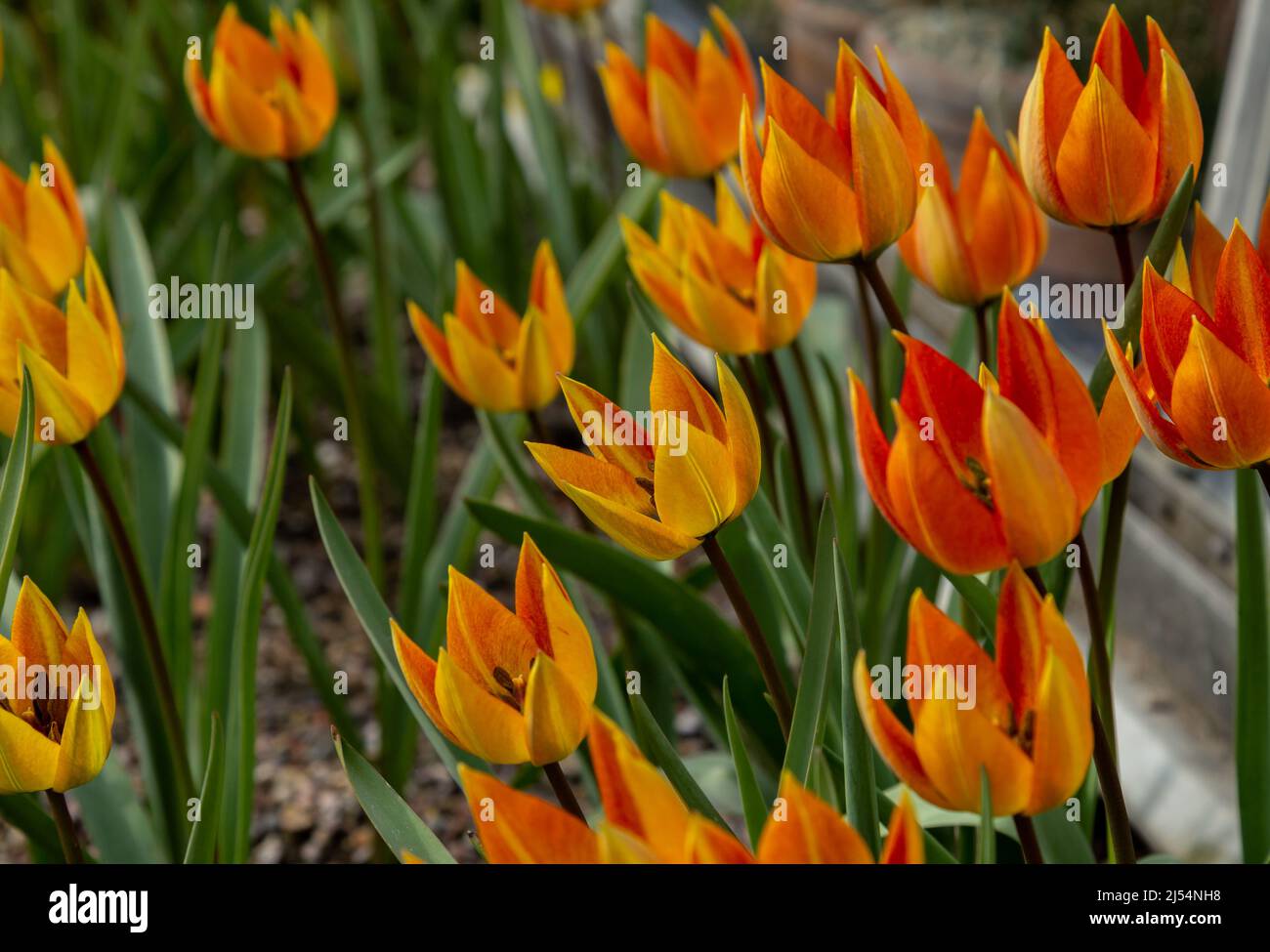 Tulipa Orphanidea Whittallii Group wächst im April in England. Stockfoto