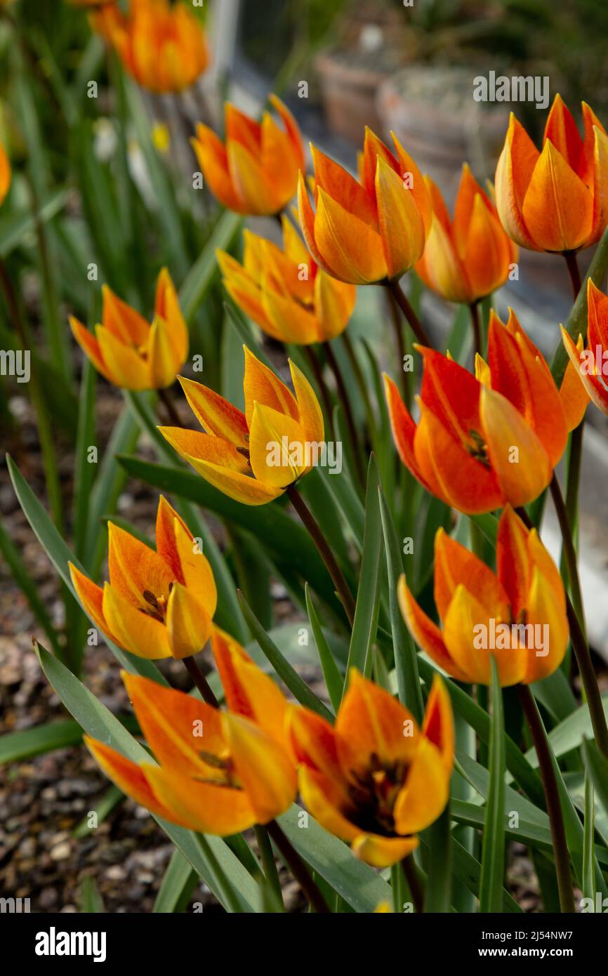 Tulipa Orphanidea Whittallii Group wächst im April in England. Stockfoto