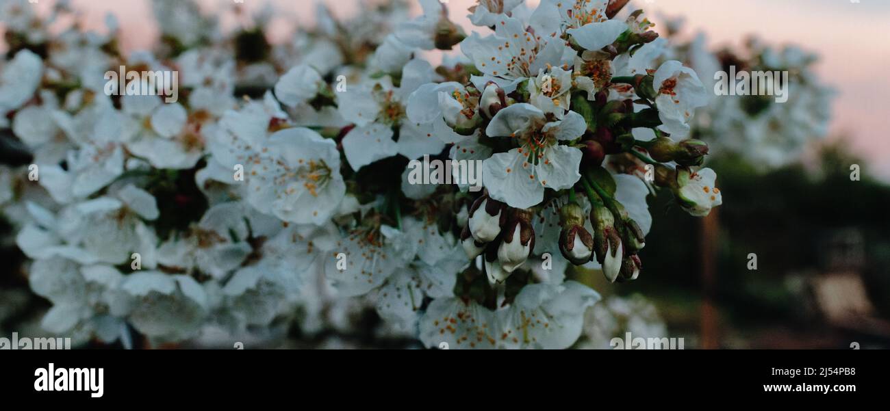 Die Frühlingsblüte ist wunderschön Stockfoto
