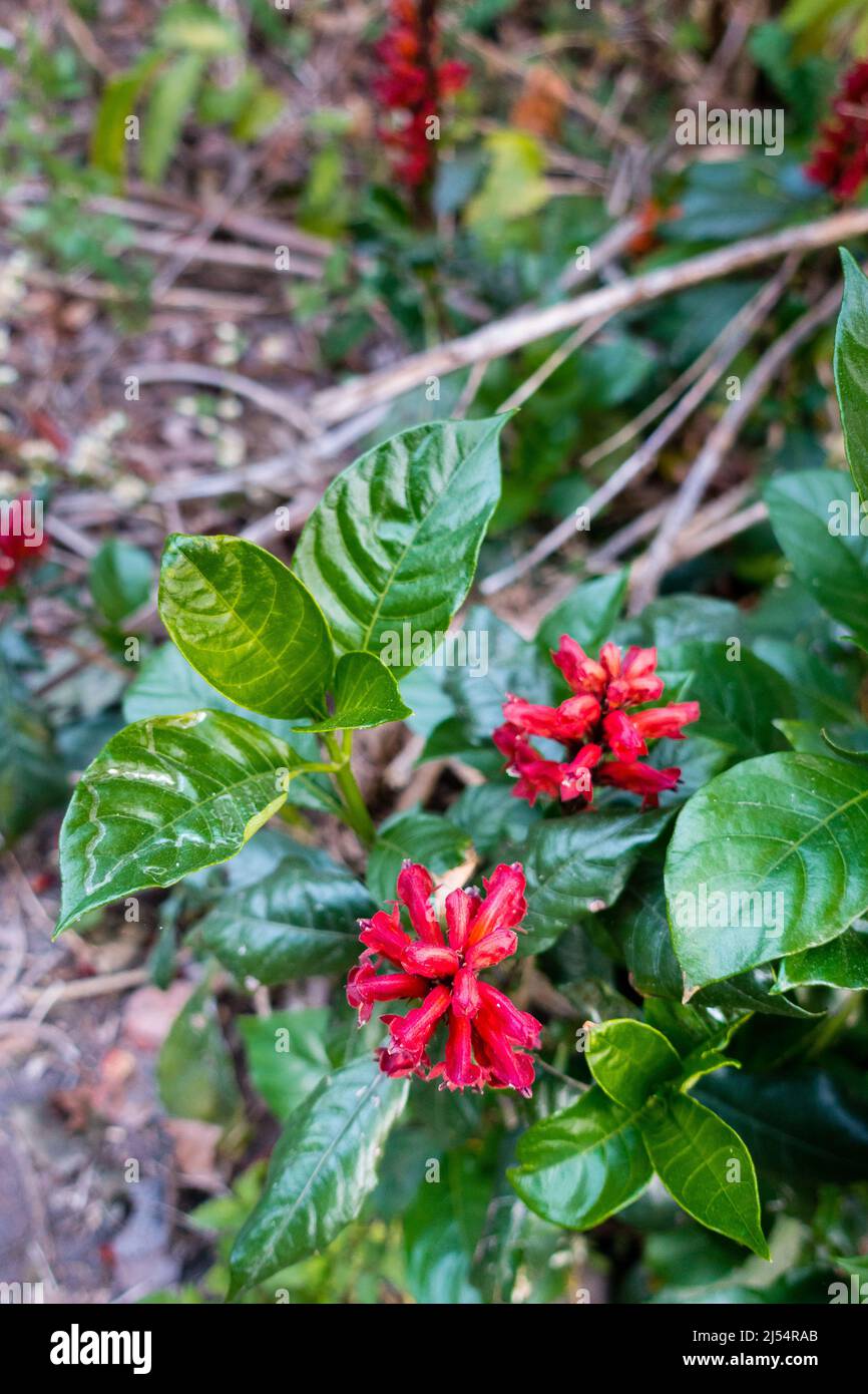 Cestrum fasciculatum blüht und Blätter, es ist eine Art der blühenden Pflanze in der Familie Solanaceae unter den gemeinsamen Namen früh jessamine und rot bekannt Stockfoto