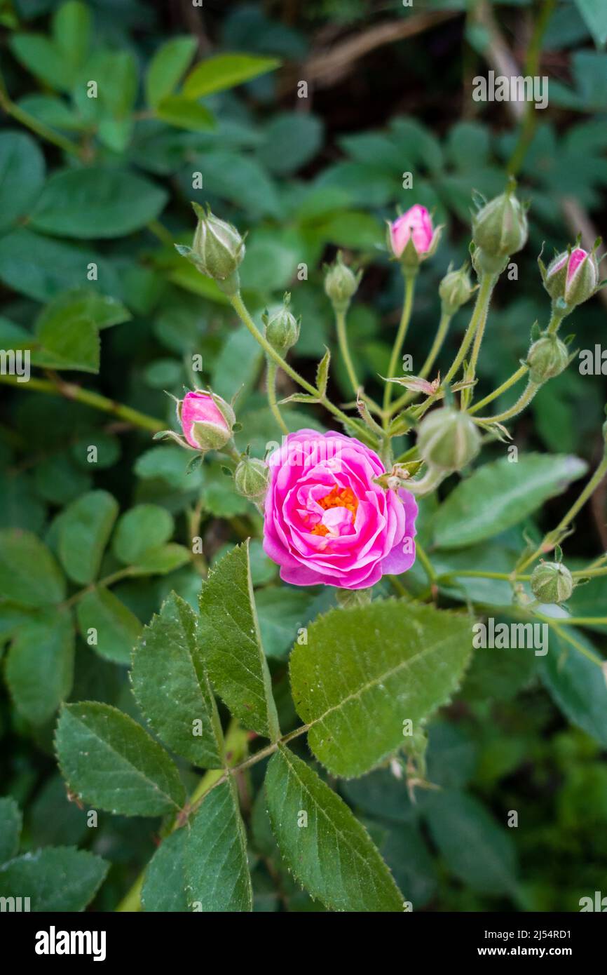 Als Nahaufnahme von rosa Gartenrosen sind Gartenrosen überwiegend Hybridrosen, die als Zierpflanzen in privaten oder öffentlichen Gärten angebaut werden. Stockfoto