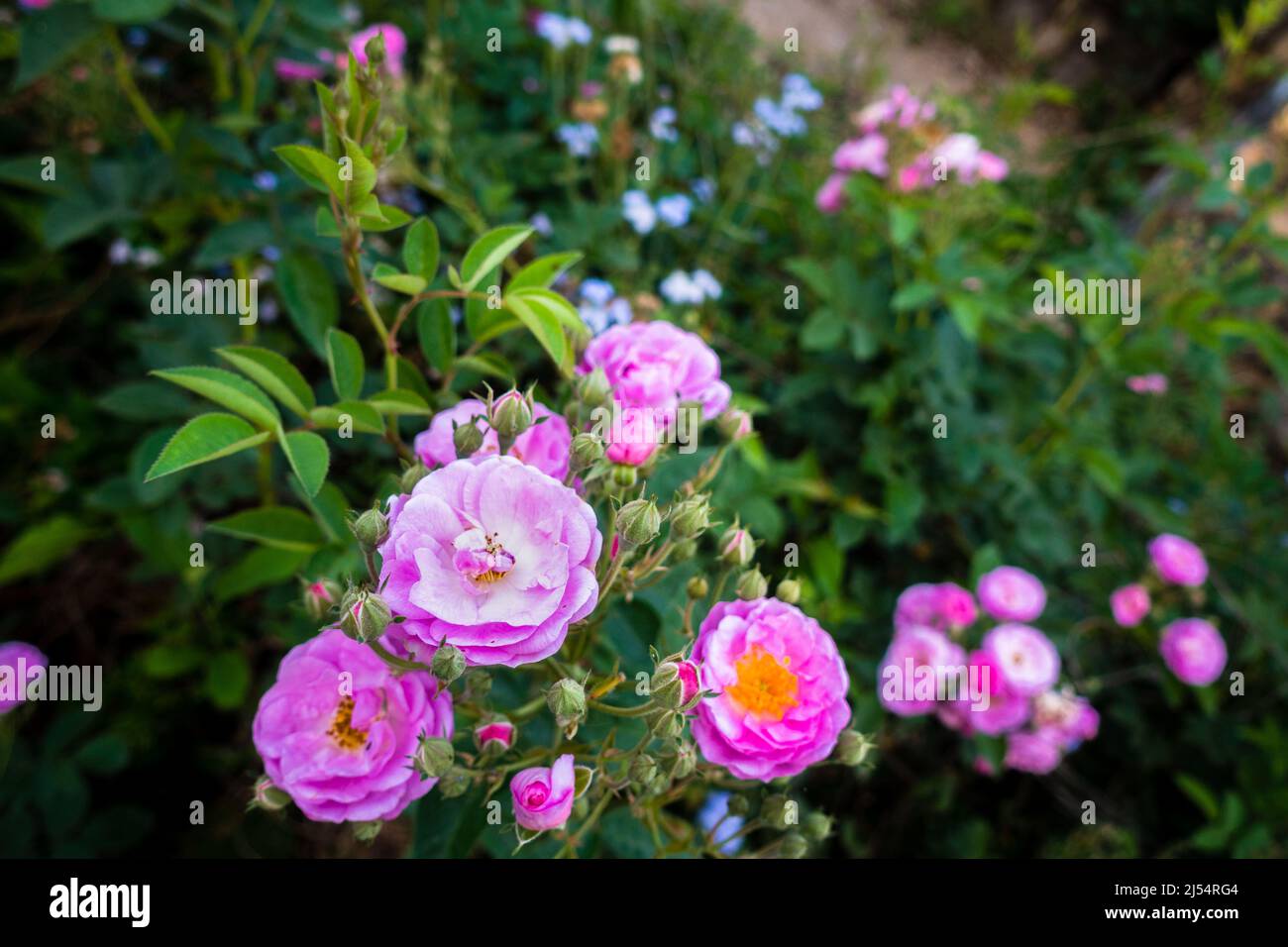Als Nahaufnahme von rosa Gartenrosen sind Gartenrosen überwiegend Hybridrosen, die als Zierpflanzen in privaten oder öffentlichen Gärten angebaut werden. Stockfoto
