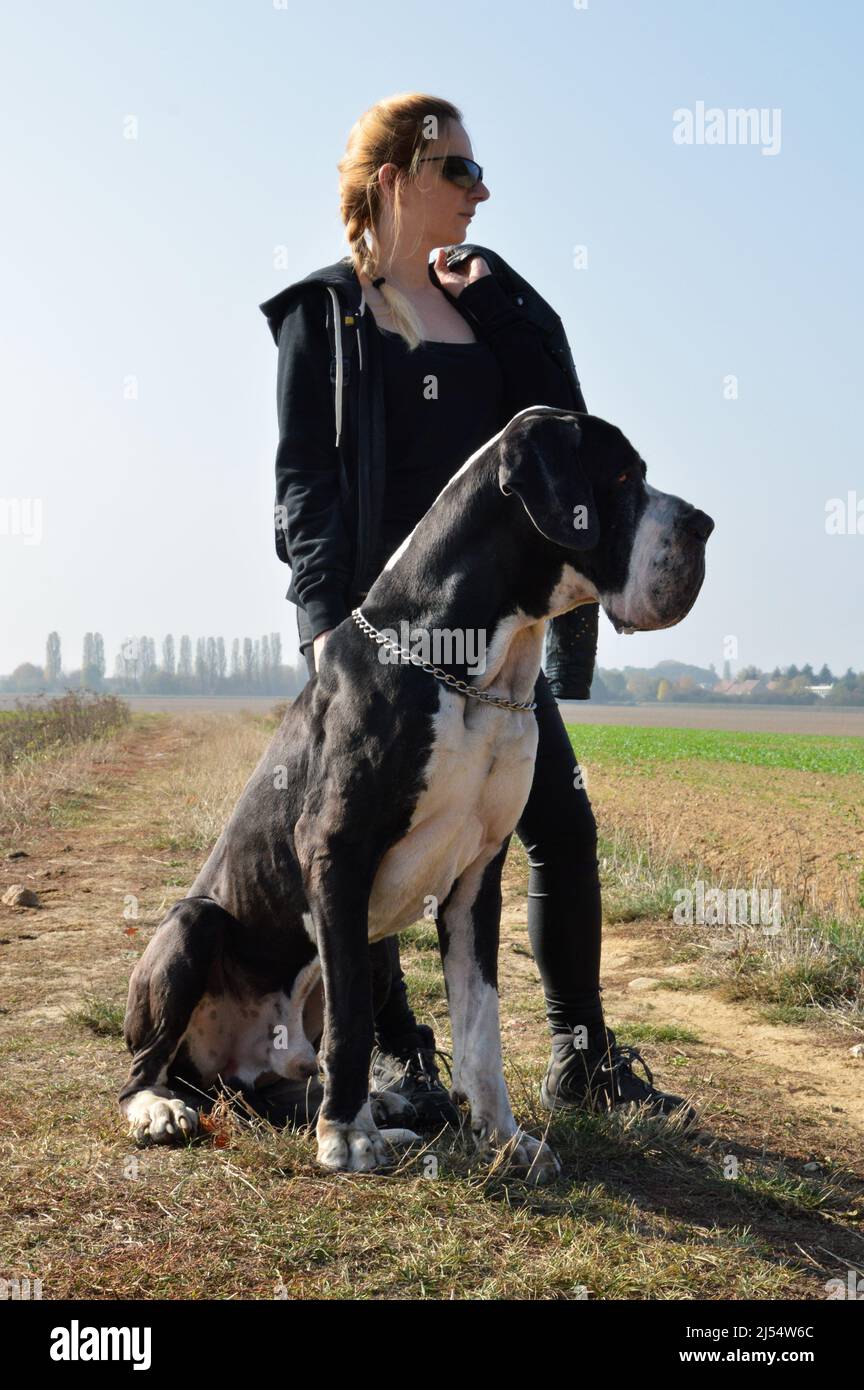 Blonde Frau mit einem beeindruckenden großen Hund, der großen dänin Rasse auf dem Land. Es ist die Kategorie des riesigen Hundes. Stockfoto