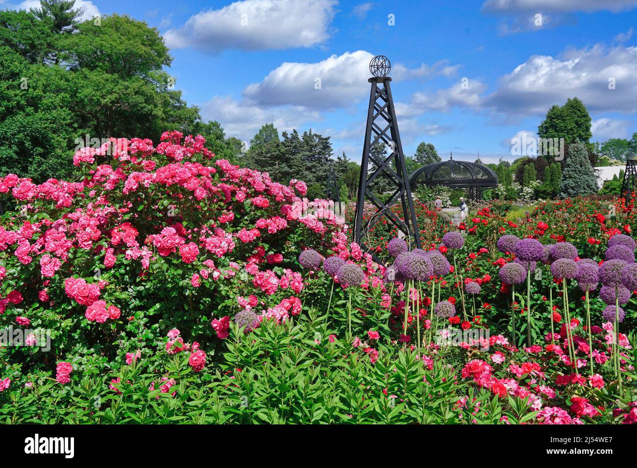 Leuchtend rosa und rote Rosen blühen im Rosengarten des Royal Botanical Gardens in Hamilton, Ontario, Kanada Stockfoto