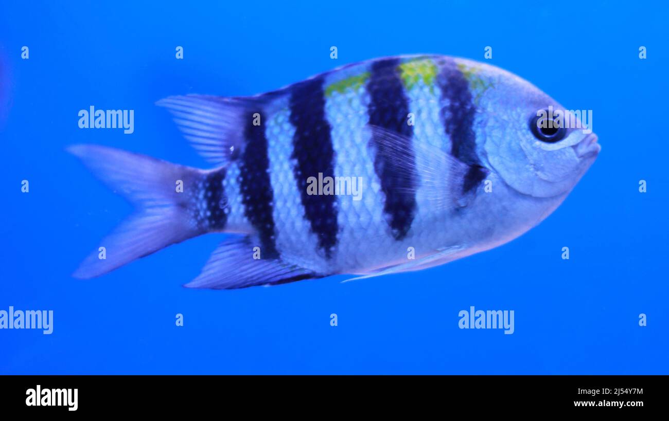 Süßwasseraquarium schwarz und weiß abgestreifte Fische Stockfoto