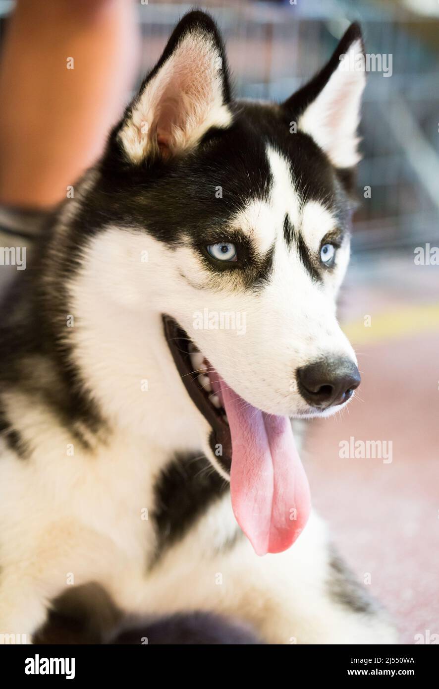 Sibirischer Husky Porträt eines reinrassigen sibirischen Husky-Hundes Stockfoto