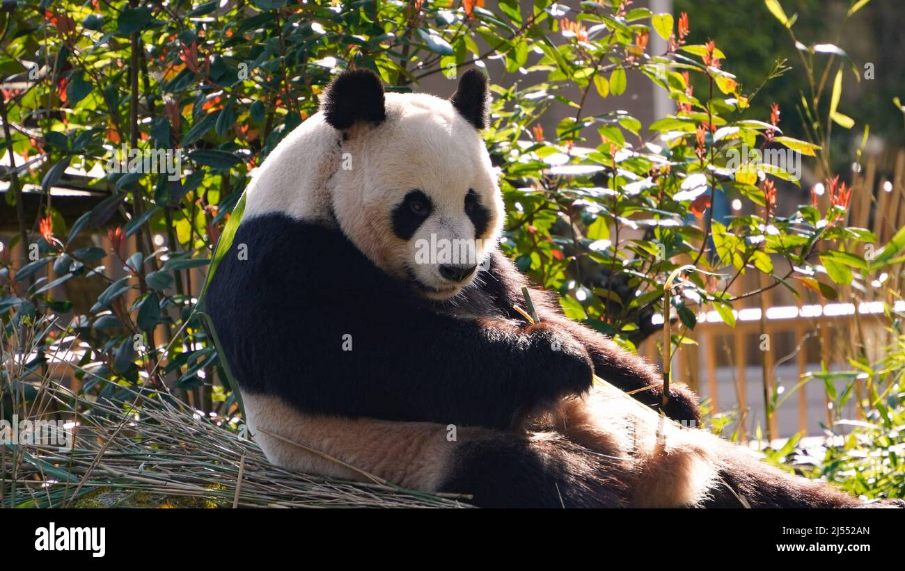 Der riesige Panda frisst an einem sonnigen Tag Bambus Stockfoto
