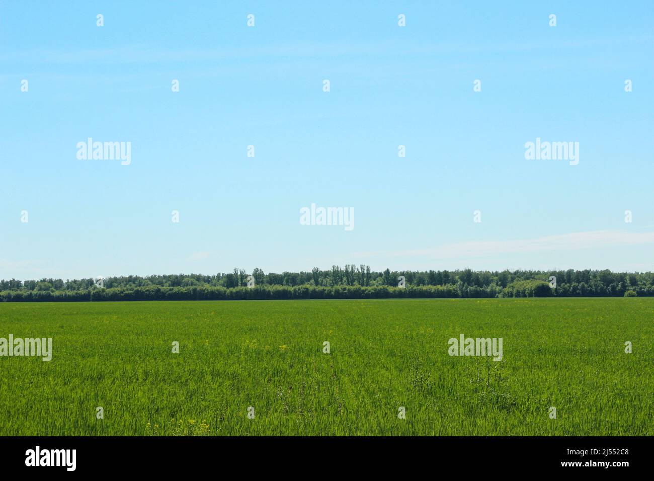 Grünes Feld mit Winterpflanzen im Frühjahr Stockfoto