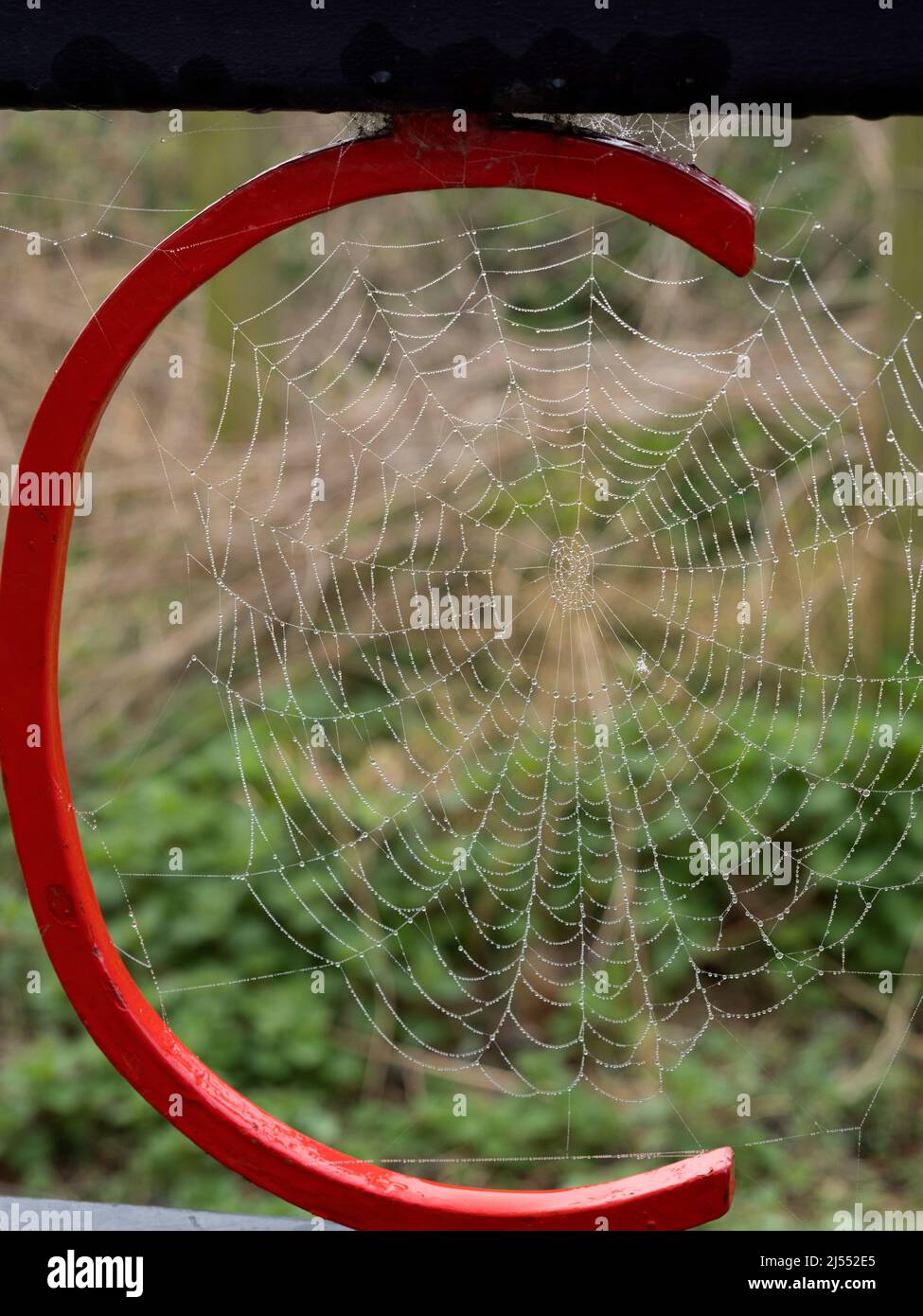 Man muss früh aufstehen, um diesen Schuss zu bekommen - am frühen Morgen Spinnennetze, geschmückt mit Wassertropfen, an einem nebligen Springmorgen. Dieses war s Stockfoto