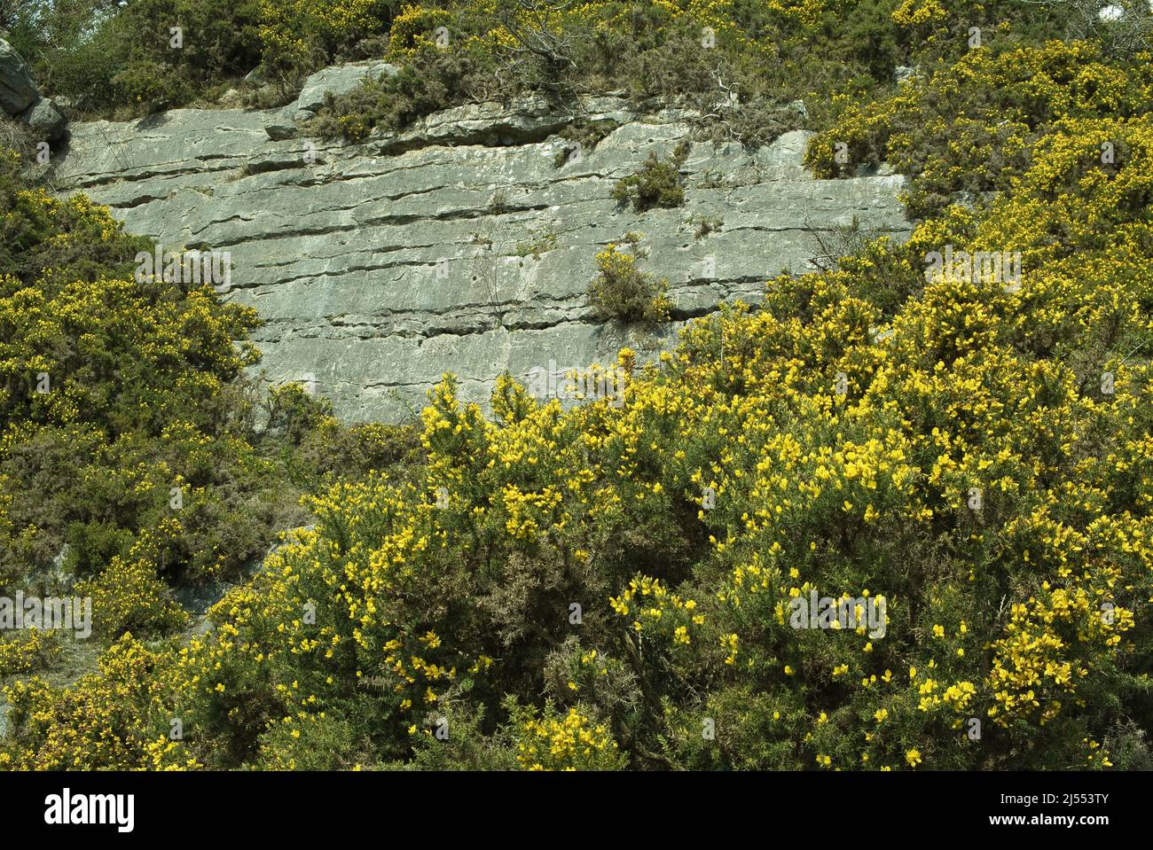 Felswand in Gorse im Trevor Quarry in Wales im Frühjahr bedeckt Stockfoto