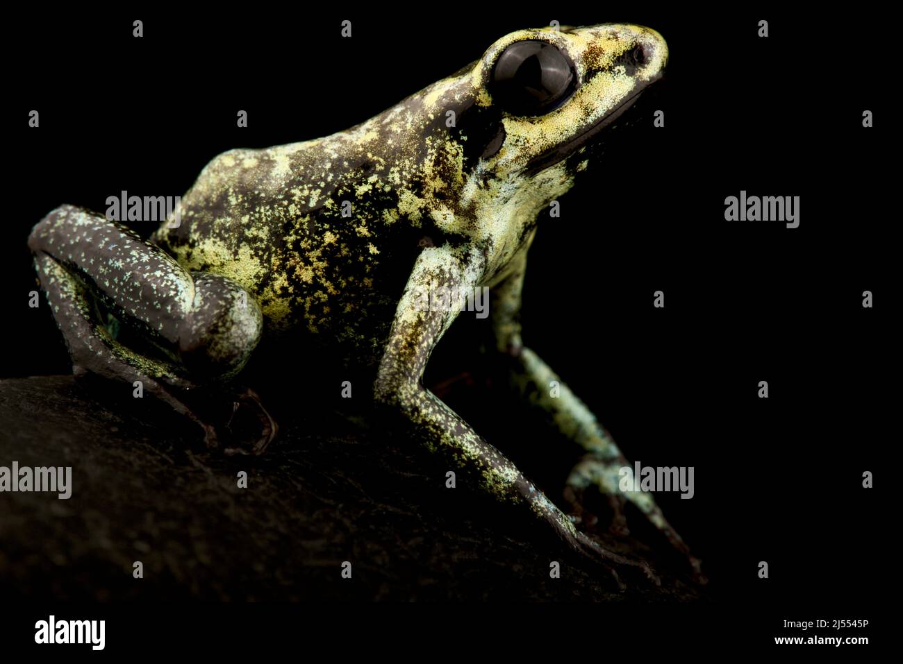 Golden Poison Frog (Phyllobates Terribilis) Stockfoto