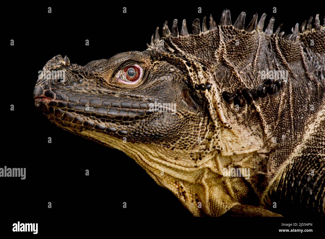 Sulawesi Sailfin-Echse (Hydrosaurus microlophus) Stockfoto