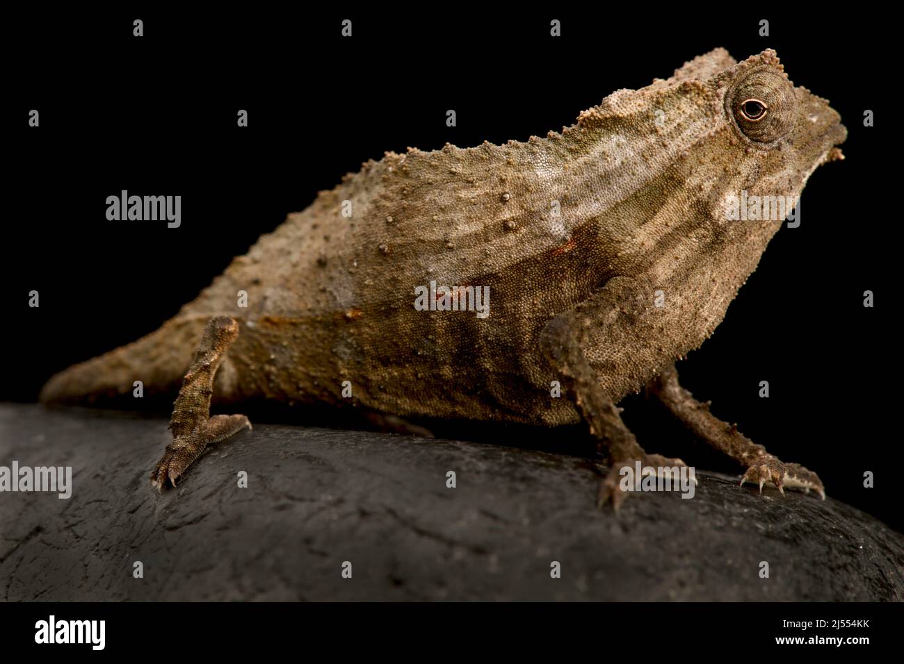 Bärtiger Pygmäen-Chamäleon (Rieppeleon brevicaudatus) Stockfoto