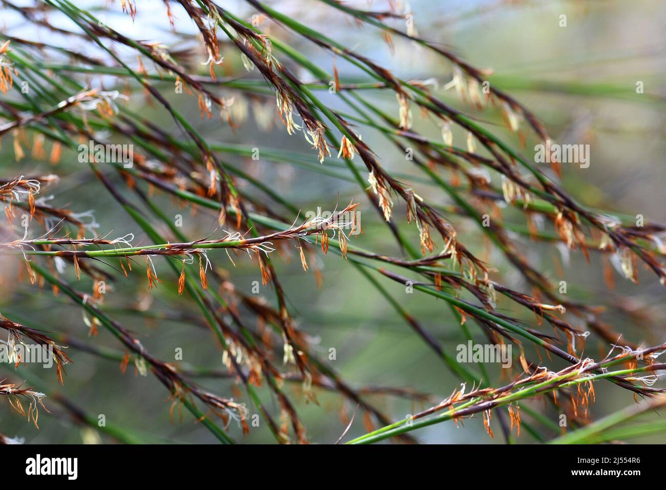 Stängel und Blüten der australischen Ureinwohner Thick Twist Rush, Caustis pentandra, Familie Cyperaceae. Hohe, holperige, mehrjährige Sedge Stockfoto