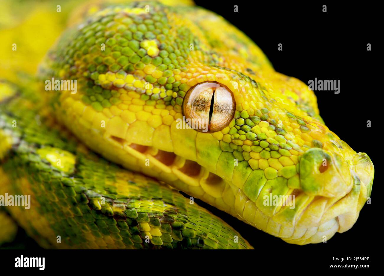 Nördliche Grüne Baum-Python (Morelia azurea) Stockfoto