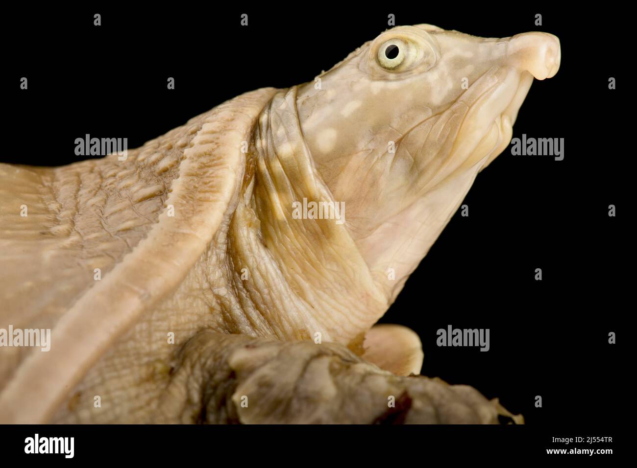 Senegal Flapshellschildkröte (Cyclanorbis senegalensis) Stockfoto