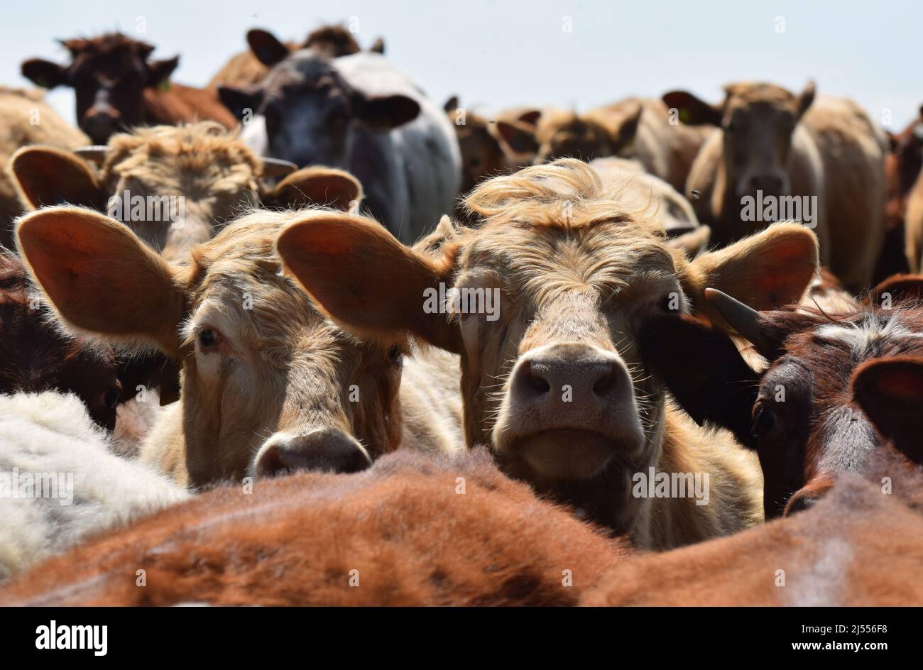 Nahaufnahme einer Herde britischer Milchkühe vor der Kamera Stockfoto