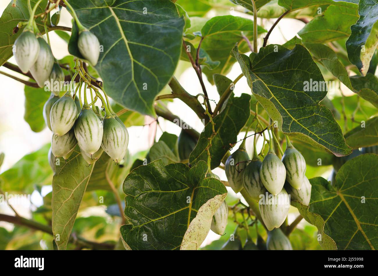 Einige Tamarillos wachsen in der Pflanze. Stockfoto