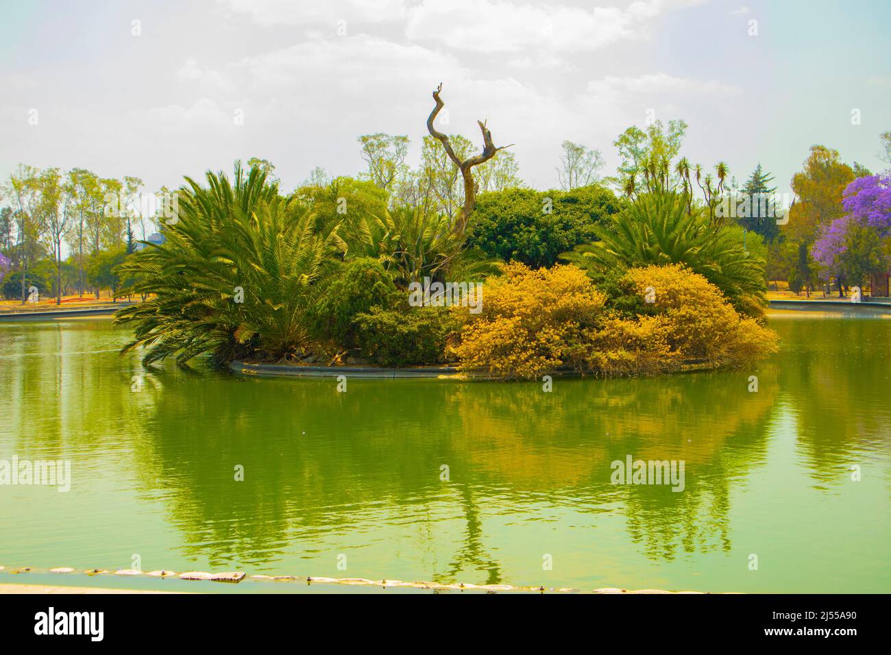 chapultepec mexikanischer See mit Bäumen und Vegetation im Waldpark Stockfoto