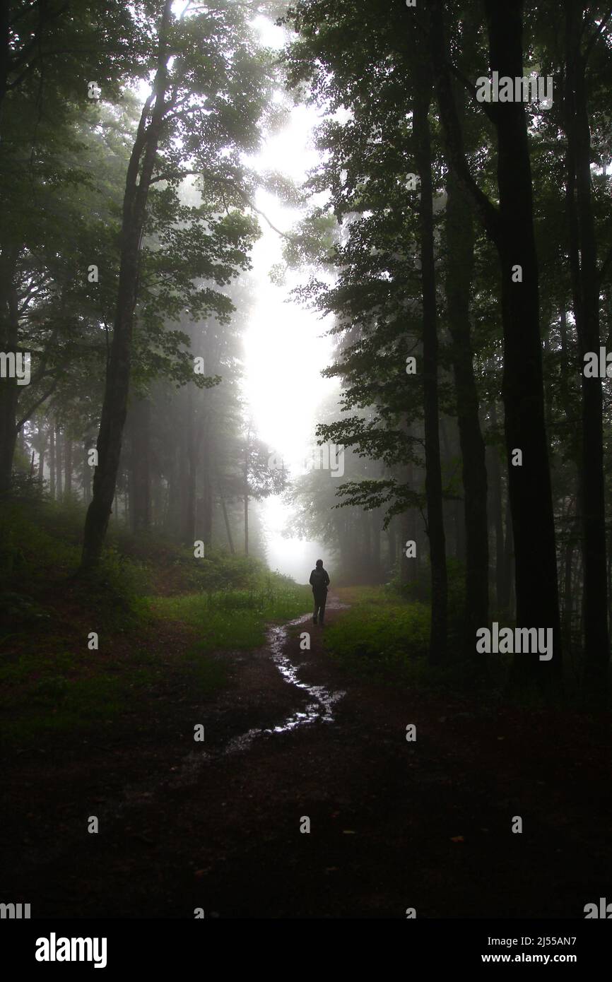 Ein Wanderer spaziert durch den Nebelwald des Ballon d'Elsace an einem Augustnachmittag (Vogesen, Oberrhein, Grand Est, Frankreich) Stockfoto