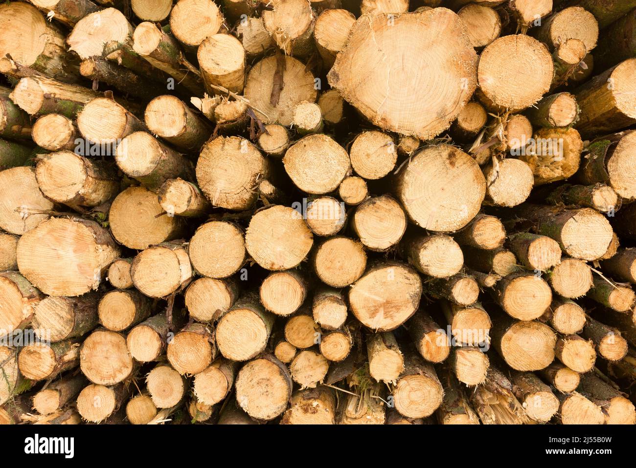Gestapelte Nadelholzstämme in einem bewirtschafteten Wald nach der Ernte. Stockfoto